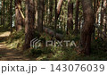 Damaged pine forest with fallen trunk and narrow woodland path under soft daylight 143076039