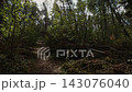Narrow forest trail through dense green woodland with fallen branches and sunlight filtering through tall trees 143076040