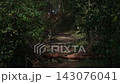 Narrow forest trail blocked by fallen logs and dense green foliage in shaded woodland 143076041
