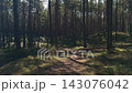 Sunlit pine forest trail winding through mossy woodland with tall trunks and fallen logs 143076042