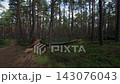 Tall pine forest with fallen tree beside narrow woodland path and mossy green ground 143076043