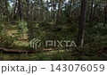 Dense pine forest with mossy ground, tall trunks and fallen logs in quiet natural woodland 143076059