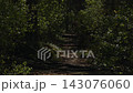 Narrow forest trail winding through dense woodland with fallen logs and dappled sunlight 143076060