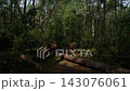 Dense woodland trail with fallen pine trunks and dappled sunlight through green forest 143076061
