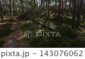 Sunlit forest trail winding through mossy pine woodland with fallen log and soft shadows 143076062