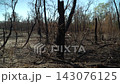 A spring day, filming in the forest, the remains of burnt bushes and trees, a dried-up river in the background, a natural disaster, the absence of animals and birds 143076125