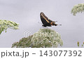 Black Swallowtail Butterfly Feeds on Flowers 143077392