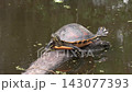 Large Florida Turtle Sunning on a Log 143077393