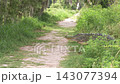 Lage Alligator Crossing Park Trail in Florida Wetlands. 143077394