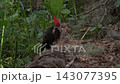 Pileated Woodpecker feeds in Florida wetlands 143077395