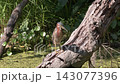 Green Heron in Florida Swamp 143077396
