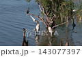 Birds Feed in Florida Wetland 143077397
