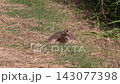 Large Softshell Turtle in Florida Wetlands. 143077398