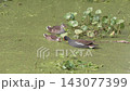 Common Gallinule Bird with its Chicks Feed in a Swamp 143077399