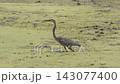 Great Blue Heron Walking in Florida Swamp 143077400