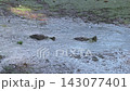 Florida Turtles going through the mud 143077401