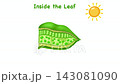 Animation of Botanical diagram showing cross section of plant leaf anatomy, illustrating upper epidermis, palisade mesophyll, spongy layer, stomata cells, and chloroplasts for photosynthesis education 143081090