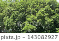 鳥鳴聲與搖曳的綠樹（伴隨環境音效） 風中搖曳的綠樹，以及鳥鳴等自然環境音效。 143082927