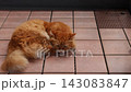 ベランダでくつろぐ茶トラ猫と飼い主 143083847