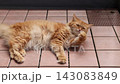 ベランダでくつろぐ茶トラ猫 143083849