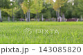 Green grass fills peaceful park lawn. Soft summer light creates fresh natural background with shallow depth of field. Calm outdoor scene suits nature, wellness, and landscaping themes. 143085820