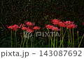 Cluster amaryllis 143087692