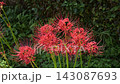 Cluster amaryllis 143087693