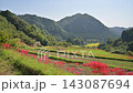 Cluster amaryllis 143087694