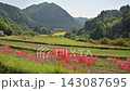 Cluster amaryllis 143087695