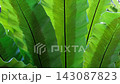 鋸齒蕨（鳥巢蕨）：來自印尼的大型蕨類植物的特寫照片。 143087823