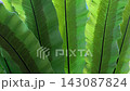 鋸齒蕨（鳥巢蕨）：來自印尼的大型蕨類植物的特寫照片。 143087824