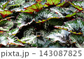 麗格海棠：一種原產於印尼的熱帶植物，葉片上有美麗、鮮豔的銀色、綠色和紅色圖案。 143087825