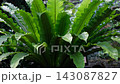 鋸齒蕨（鳥巢蕨）：來自印尼的大型蕨類植物的特寫照片。 143087827