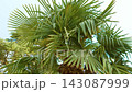 Fan palm with dense green leaves and broad segmented fronds in natural daylight. Windmill palm Trachycarpus fortunei with fibrous trunk and compact crown. Lush ornamental foliage in subtropical garden 143087999