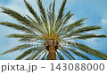 Palm tree with symmetrical green crown beneath blue sky and soft white clouds. Date palm Phoenix dactylifera with long pinnate fronds and sturdy trunk. Exotic evergreen foliage from low angle 143088000
