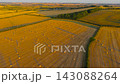 Round hay bales across harvested fields with long shadows and power lines in rolling countryside. Golden hour agricultural landscape after harvest. Farm output, biomass resources and agribusiness 143088264