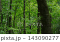 A train running through a forest 143090277