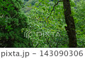 A train running through a forest 143090306