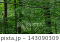 A train running through a forest 143090309