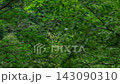 A train running through a forest 143090310
