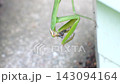 一隻螳螂正在吃一隻小蜥蜴。 143094164