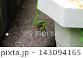 一隻螳螂正在吃一隻小蜥蜴。 143094165