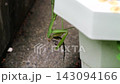 一隻螳螂正在吃一隻小蜥蜴。 143094166
