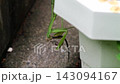 一隻螳螂正在吃一隻小蜥蜴。 143094167
