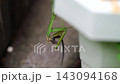 一隻螳螂正在吃一隻小蜥蜴。 143094168