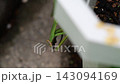 一隻螳螂正在吃一隻小蜥蜴。 143094169
