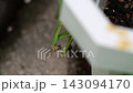 一隻螳螂正在吃一隻小蜥蜴。 143094170