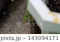一隻螳螂正在吃一隻小蜥蜴。 143094171