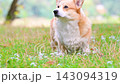 video corgis on the meadow in the park during a walk 143094319