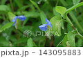 Commelina communis with water droplets (with ambient sounds) 143095883